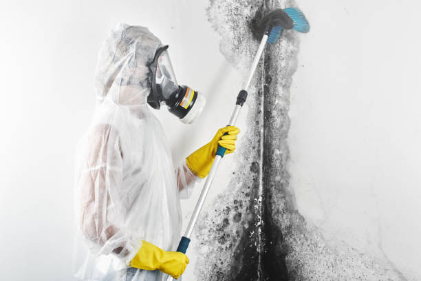 Best Black Mold Removal  in Norwalk, CT