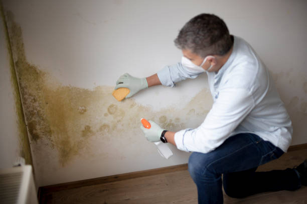 Best Mold Odor Removal Services  in Norwalk, CT